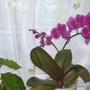 A garden flower photo