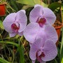 Phalaenopsis orchid