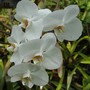 Phalaenopsis orchid