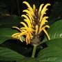 Juticia aurea (Justicia aurea)