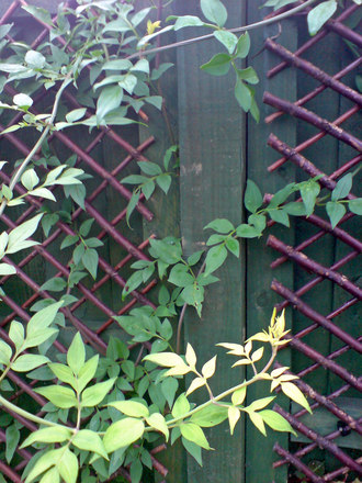 jasmine - pale pink (Jasminum x stehanense)