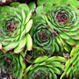 Sempervivum (Sempervivum tectorum (Common Houseleek))
