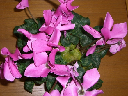 Plant (Cyclamen persicum (Cyclamen Victoria (fimbriata type)))