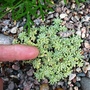 2008_july_aug_wincanton_garden_074