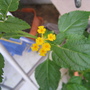 A garden flower photo (Lantana camara (Lantana))