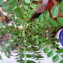 A garden flower photo (Helichrysum italicum (Curry Plant))