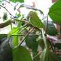 IMG_0066.jpg (Hibiscus rosa-sinensis (Chinese Hibiscus))