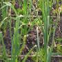 My garlic plot (Garlic)