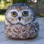 Little Owl