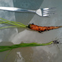My first pickings