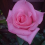 rosa high hopes  (Rosa 'High Hopes')