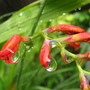Crocosmia 'Lucifer' after the rain