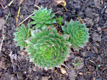 houseleek (Sempervivum tectorum)