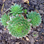 Dsc00063_edited