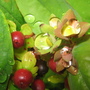Hypericum after the rain