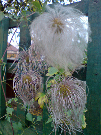 seedpod clematis (Clematis tangutica)