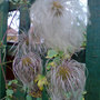 Dsc00071_edited