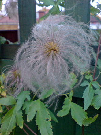 seed head clematis tangutica (Clematis tangutica)