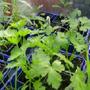 Herbs (Herbs)