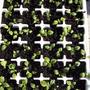 Foxgloves Growing Strong 
