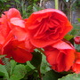 love the colour of this begonia