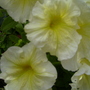 yellow petunias