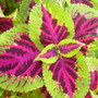 coleus