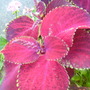 coleus