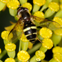Hover fly