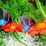 Mr and Mrs Butterfly