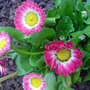 Dsc00084_edited