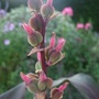Canna_seedhead