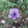 Nigella. (Nigella damascena (Love-in-a-mist))