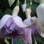 Fuchsia (Fuchsia)
