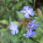 Ceratostigma
