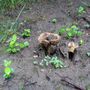 Mushrooms
