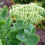 Sedum