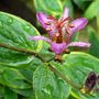 Toad lily