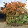 Prunus__accolade_