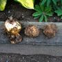 Fritilaria persica bulbs