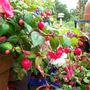 Picture_299