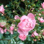 Rosa__the_fairy_