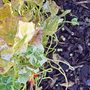 Seeds On Bark Mulch