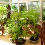 This years tomatoes in the conservatory (Tomatos)