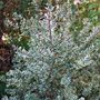 Variegated Myrtle (Myrtus communis 'Variegata')