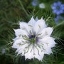 Nigella (Nigella damascena (Love-in-a-mist))