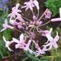 Tulbaghia violacea