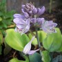 Hosta sieboldiana 'Elegans'