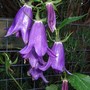 Campanula latifolia