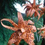 Lilium_lancifolium__flore_pleno_